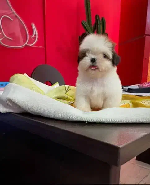 واگذاری تای پت واگذاری تای مالتیز|سگ|صدرا-فارس, فاز ۱|دیوار