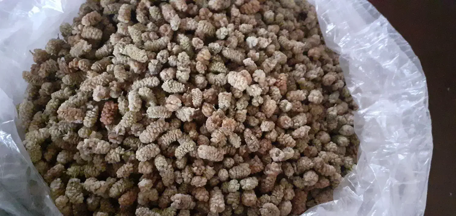 مقداری توت خشک  سه شیره و اوچه و کشمش|خوردنی و آشامیدنی|اصفهان, باغ دریاچه|دیوار