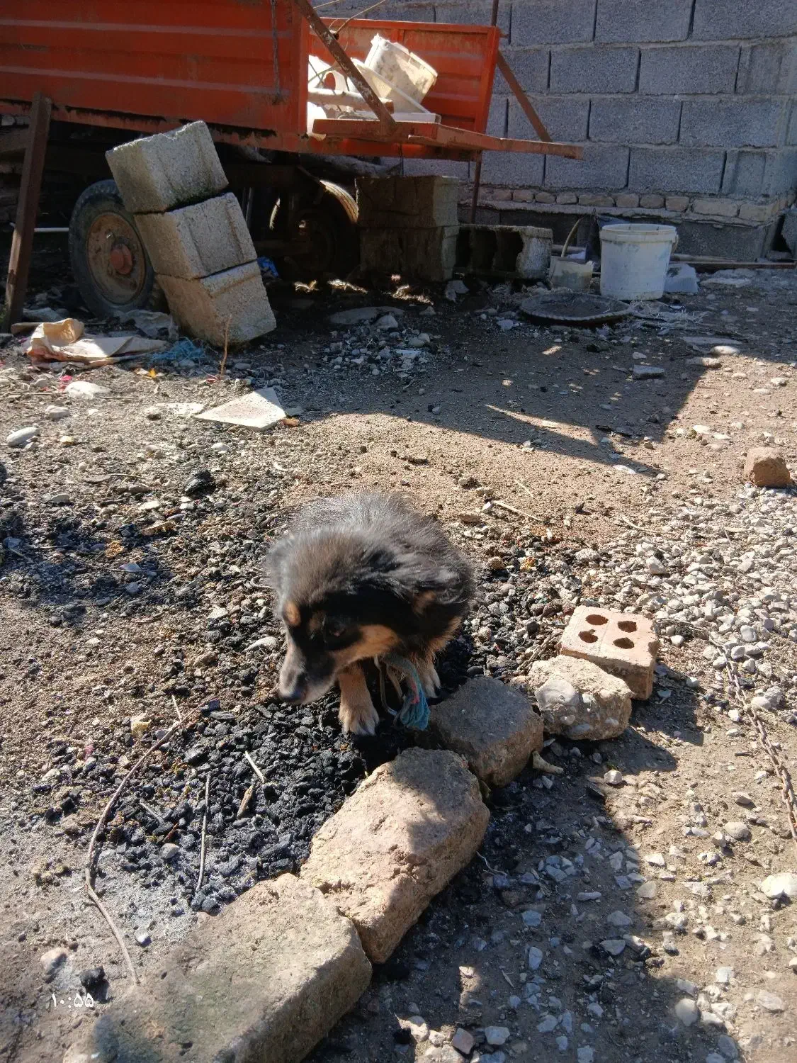 سگ اسپیتز|سگ|علی‌آباد کتول, |دیوار