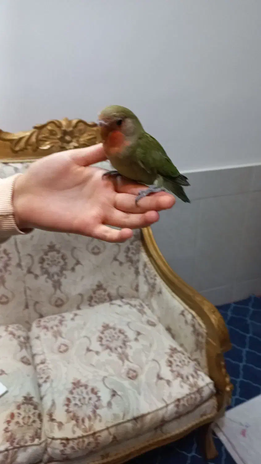 کوتوله برزیلی دستی  صورت هلویی در دهاقان|پرنده|دهاقان, |دیوار