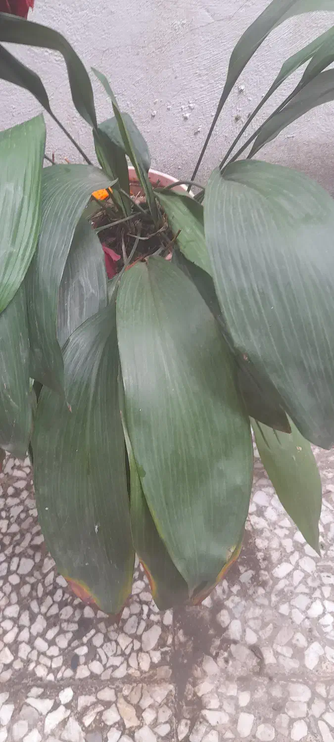 دوعدد گل|گل و گیاه طبیعی|رشت, استقامت ۲|دیوار