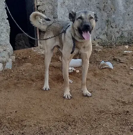 توله ۱۲ماهه سرابی اصیل|سگ|دماوند, دماوند|دیوار