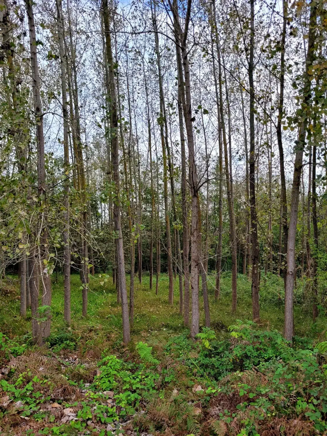 فروش چوب صنوبر|خدمات باغبانی و درختکاری|فومن, |دیوار