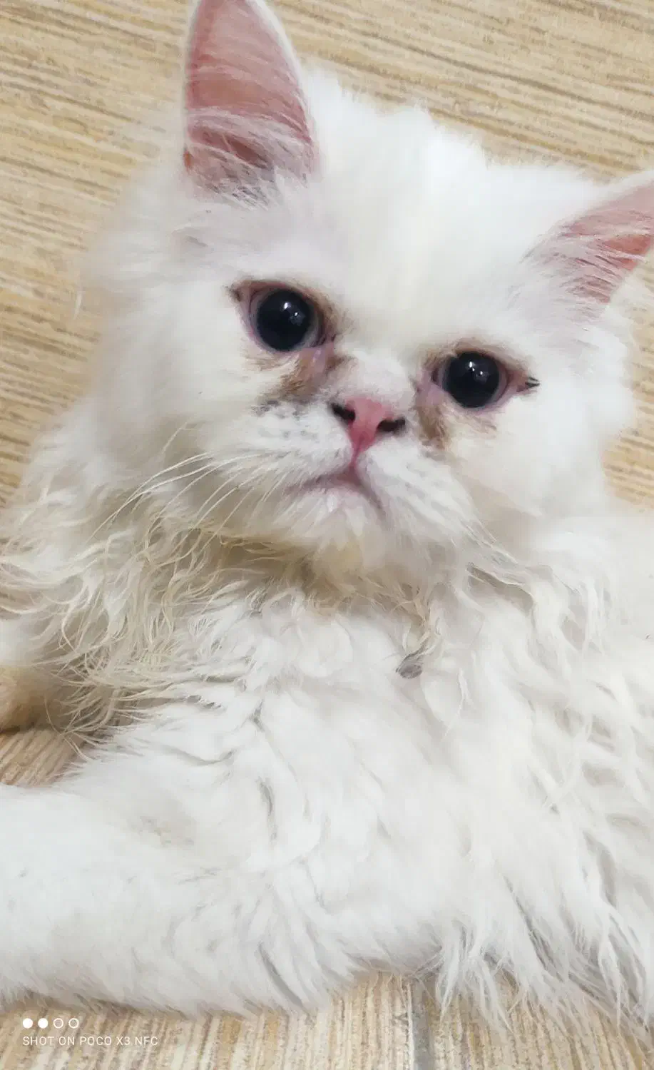 پرشین ماده|گربه|میبد, |دیوار