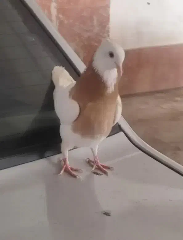 طوقی زرد|پرنده|بجنورد, |دیوار