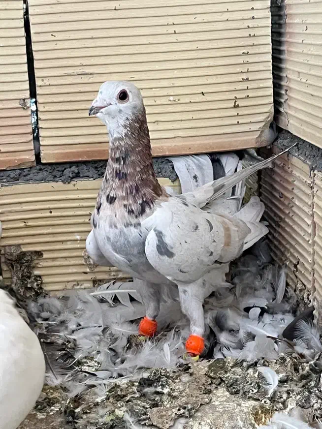 کبوتر هفت رنگ کله هما|پرنده|سبزوار, دانشگاه آزاد|دیوار