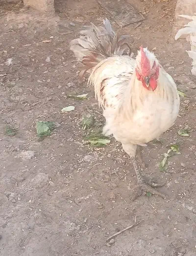 1 خروس محلی اصل پاه سیا|حیوانات مزرعه|کرمان, |دیوار