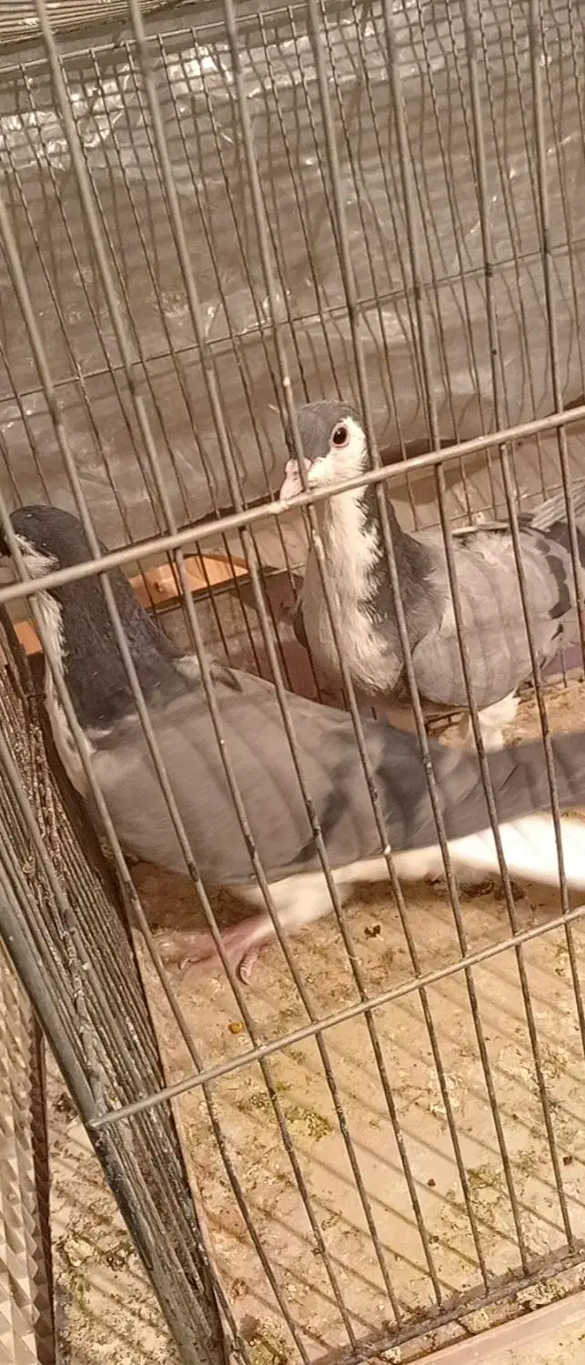 خوشرنگ|پرنده|شهرضا, |دیوار