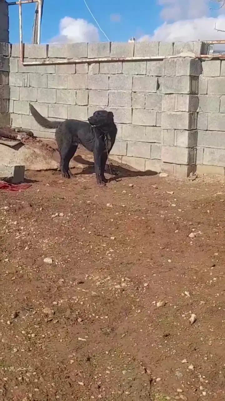 سگ سراب|سگ|کرمانشاه, |دیوار