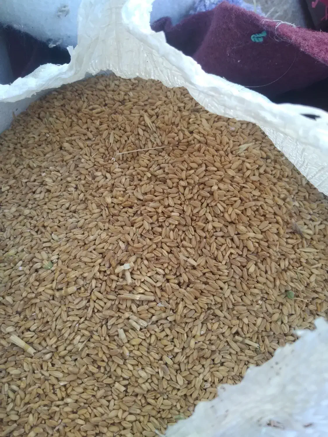 گندم|عمده‌فروشی|کوهدشت, |دیوار