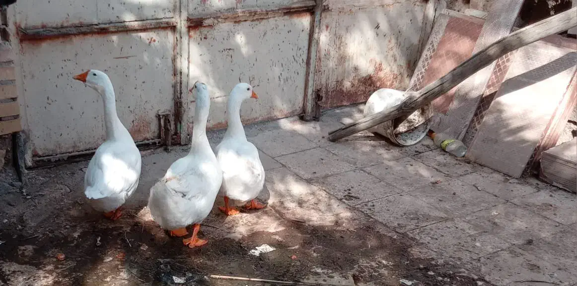 غوغاز وبوغلمو|حیوانات مزرعه|خرمشهر, |دیوار