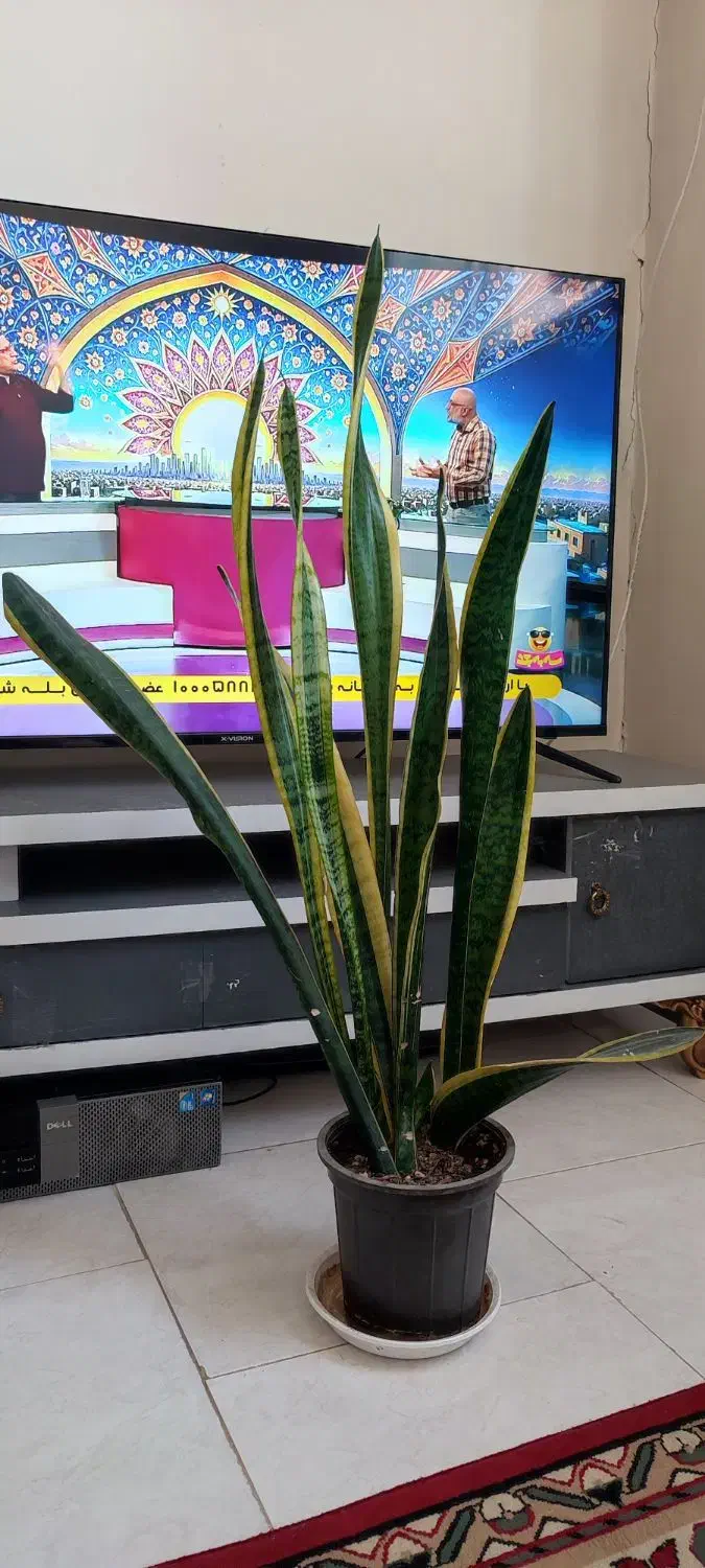 گل سانسوریا|گل و گیاه طبیعی|اصفهان, چرخاب|دیوار