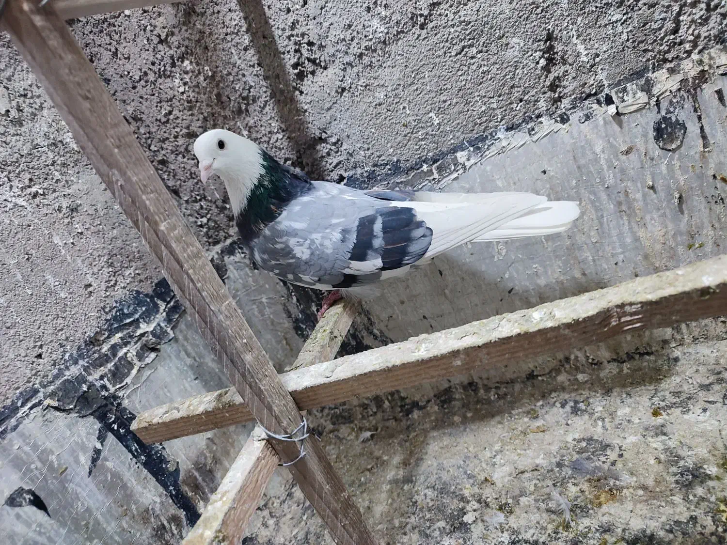 کبوتر|پرنده|پاکدشت, حصار امیر|دیوار