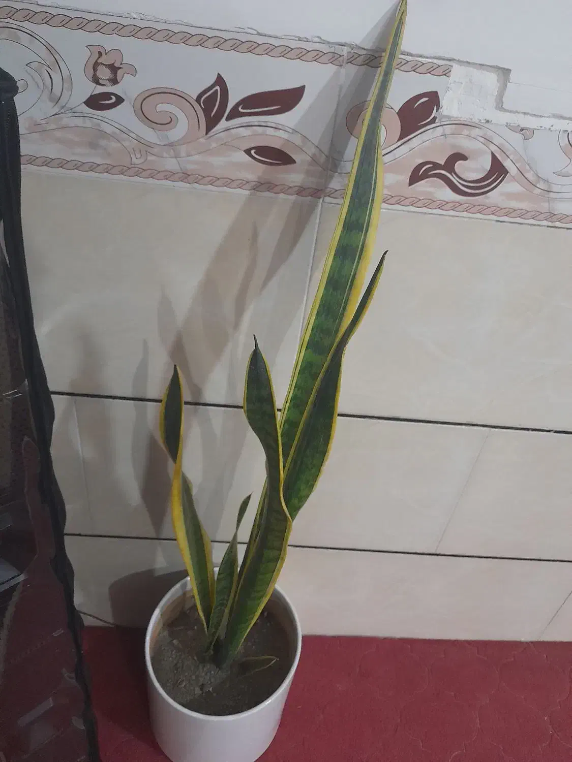 گل اپارتمان|گل و گیاه طبیعی|ملایر, |دیوار