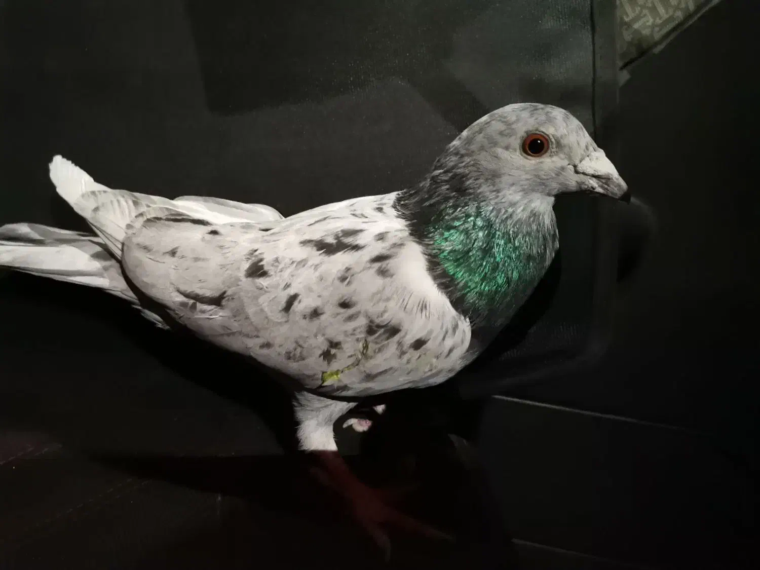 کبوتر سرور نر گرفتنی|پرنده|دیواندره, |دیوار