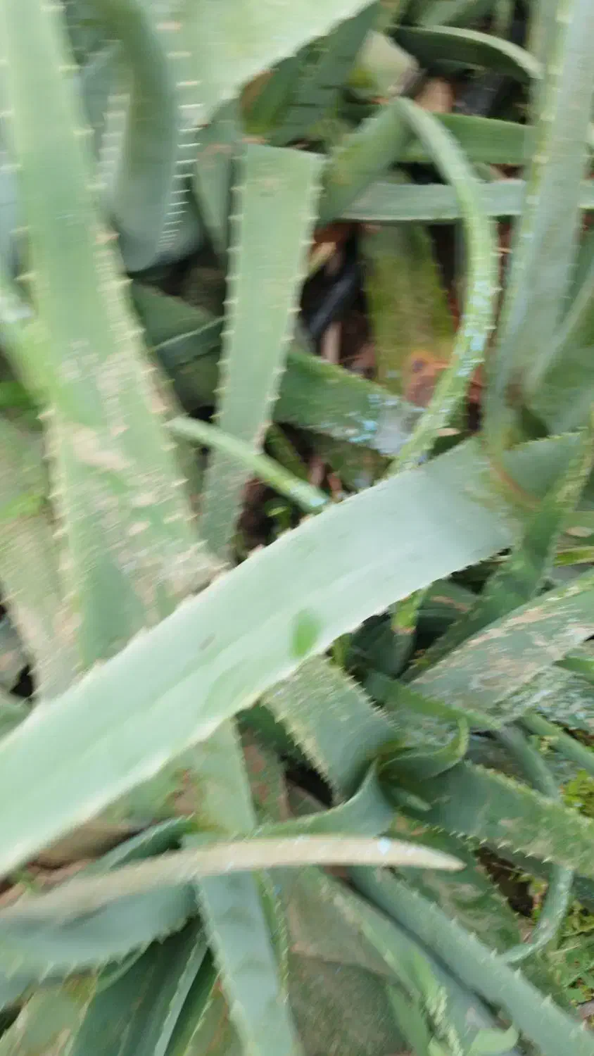 فروش پاجوش و برگ آلوورا|گل و گیاه طبیعی|بوئین زهرا, |دیوار