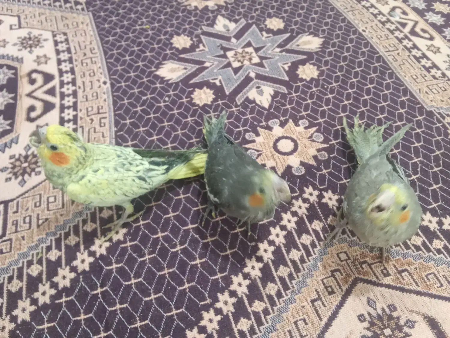 عروس هلندی|پرنده|جزنیک, |دیوار