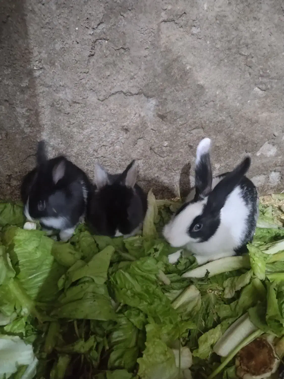 خرگوش خانگی درجه|موش و خرگوش|مهاباد (آذربایجان غربی), |دیوار