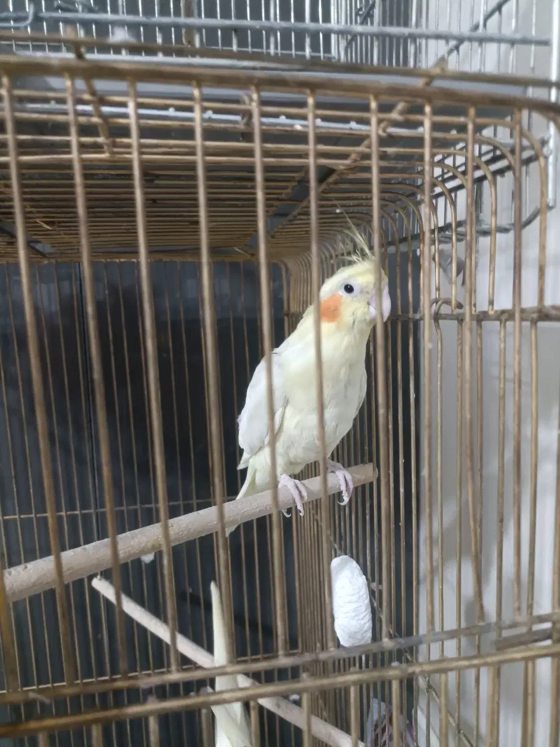 عروس هلندی مولد|پرنده|شاهین‌شهر, خانه کارگر|دیوار