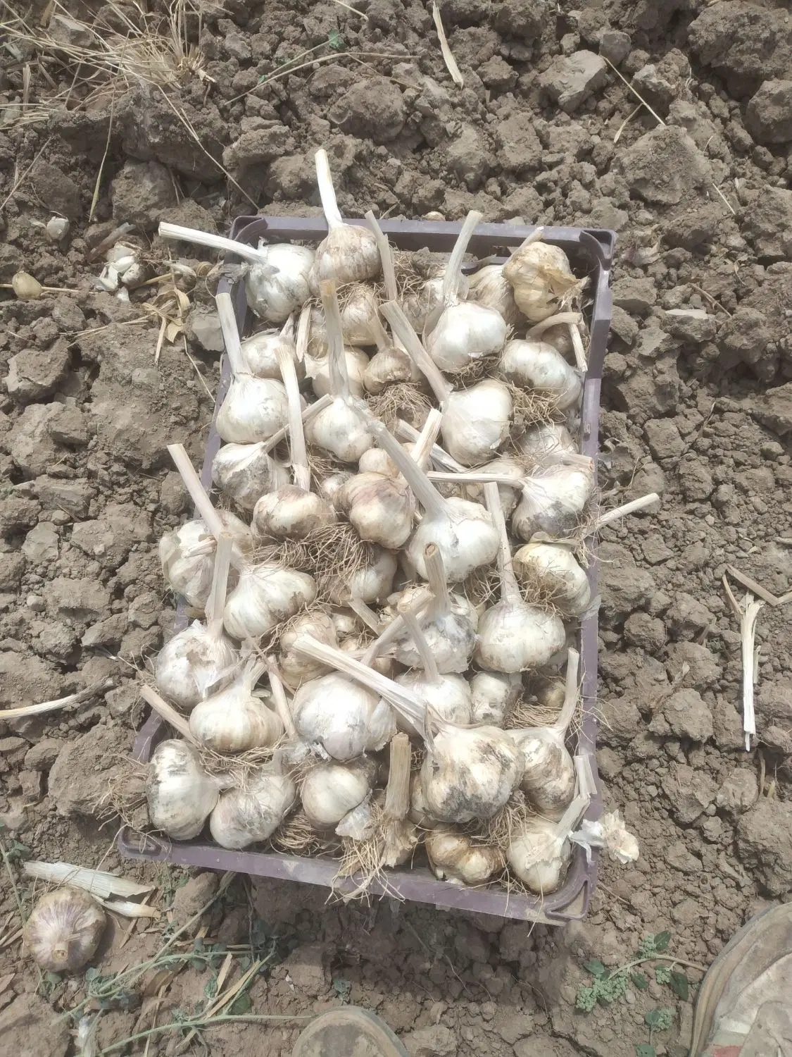 سیر|خوردنی و آشامیدنی|درگزین, |دیوار