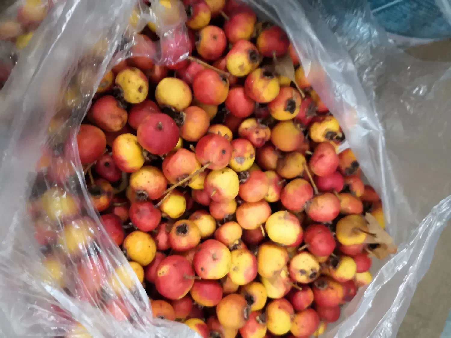 گویژ و به|اسباببازی|مریوان, |دیوار