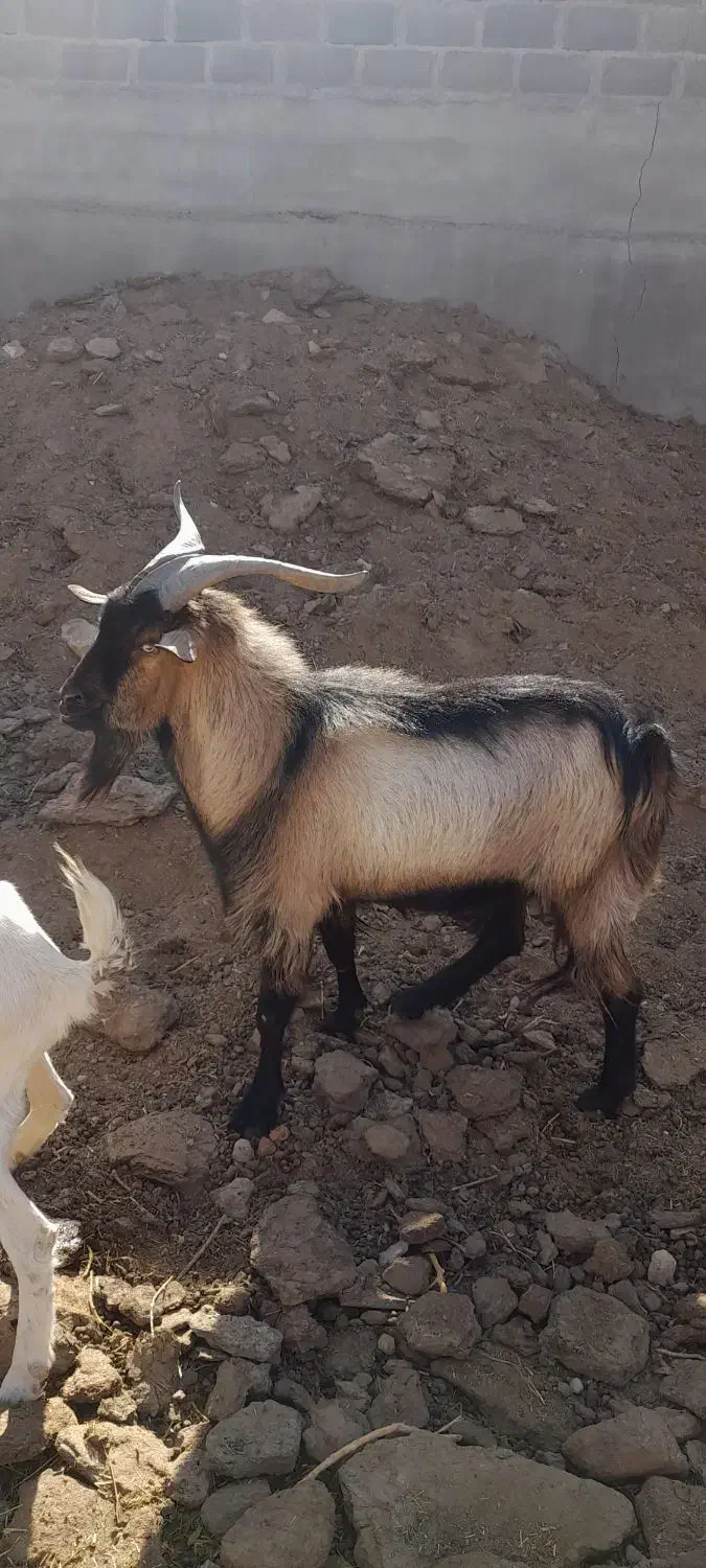 بزغاله نر یکساله|حیوانات مزرعه|ورزنه, |دیوار