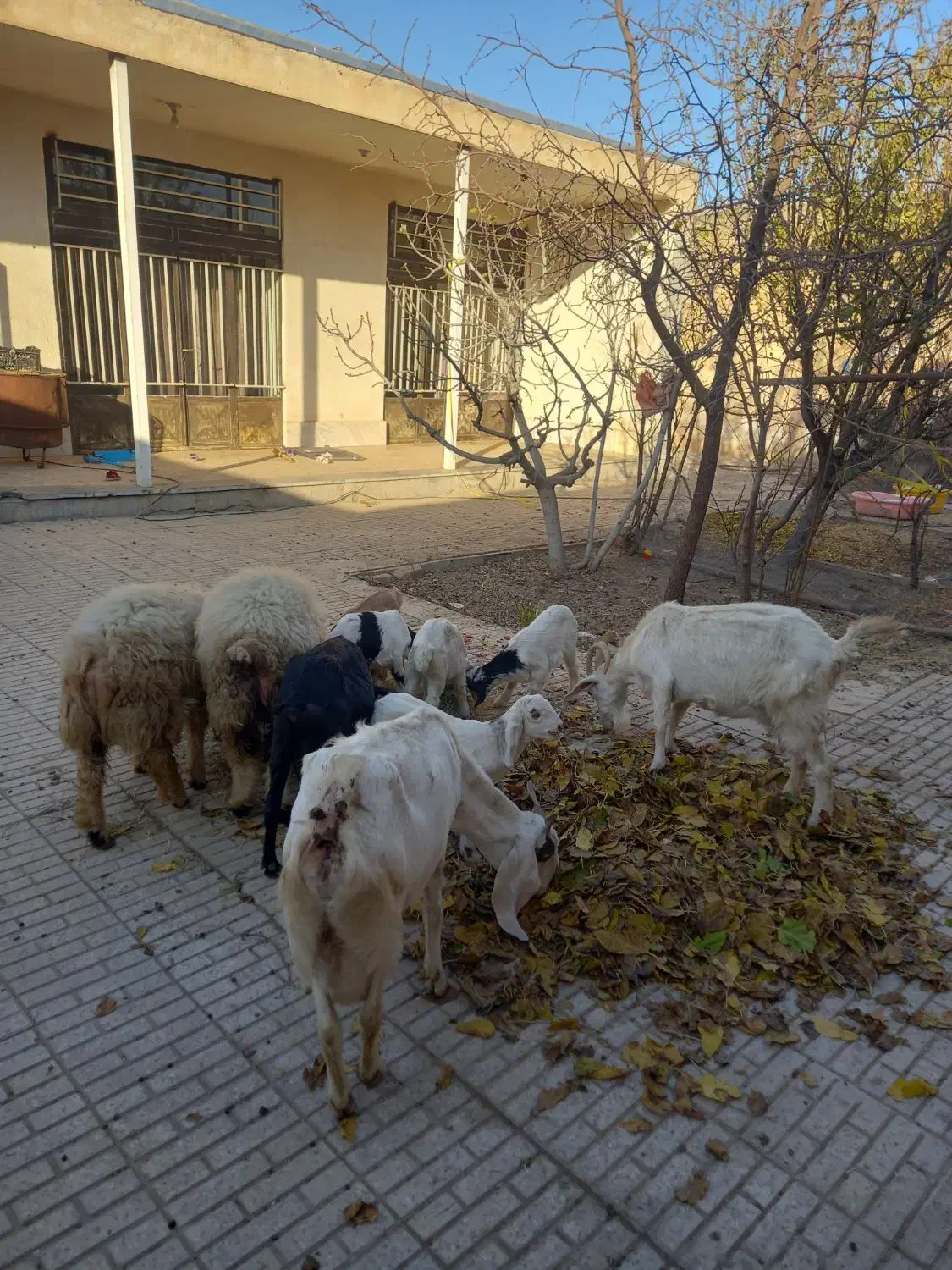 بز و بزغاله|حیوانات مزرعه|لنجان, |دیوار