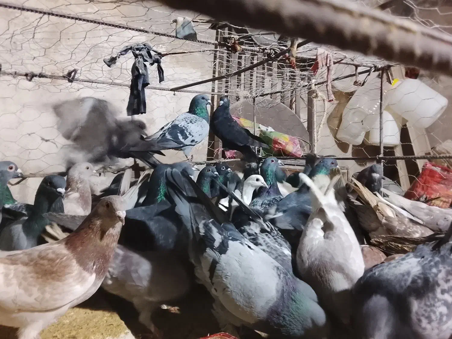 کبوتر. پلاکی|پرنده|سوق, |دیوار