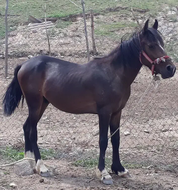 اسب گمشده|اسب و تجهیزات اسب‌سواری|مشهد, ویلاشهر|دیوار