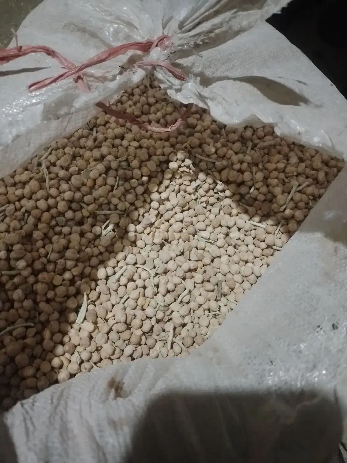 نخود دیم|عمده‌فروشی|سرولایت, |دیوار