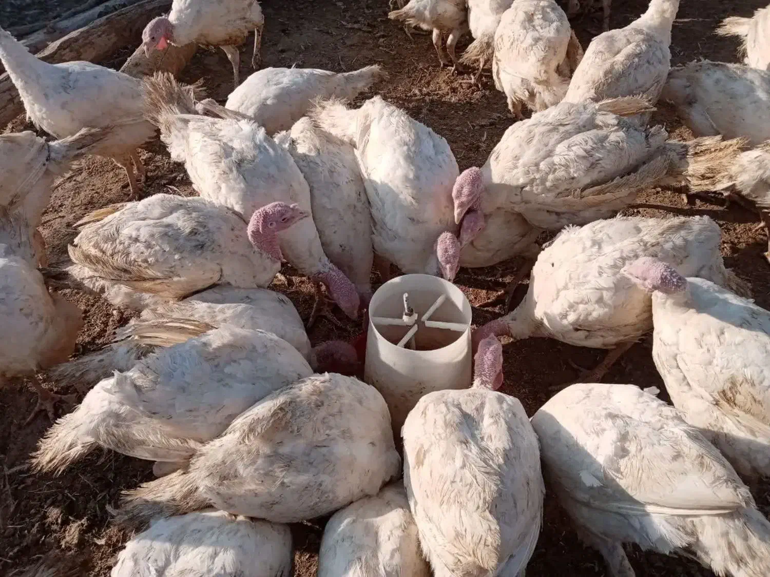 بوقلمون و نوچه|حیوانات مزرعه|ساوه, |دیوار