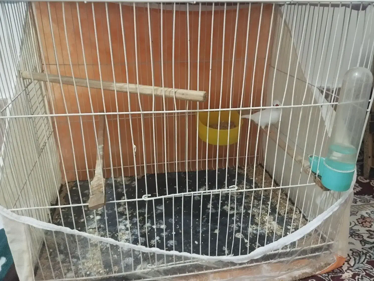 فنچ|پرنده|چناران, |دیوار