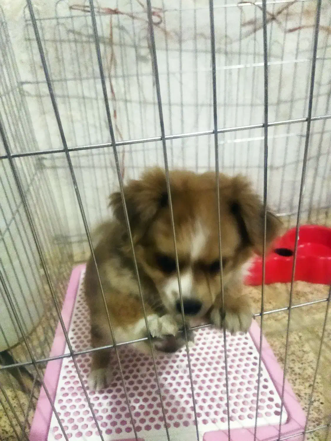 واگزاری سگ|سگ|شهریار, شهرک بهاران (ویره)|دیوار