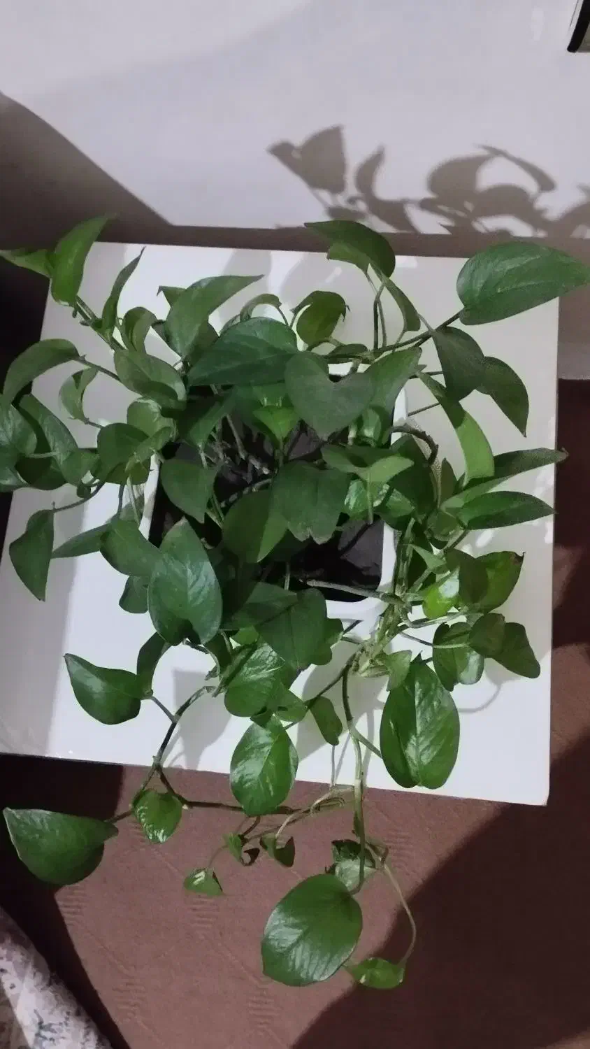 گل پتوس|گل و گیاه طبیعی|ارومیه, |دیوار