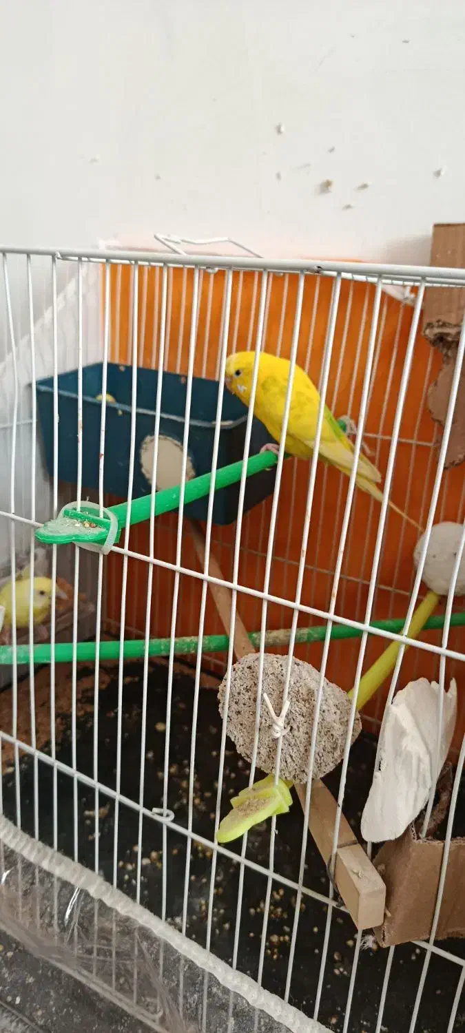 مرغ عشق بالغ|پرنده|گلبهار, شهر جدید گلبهار|دیوار