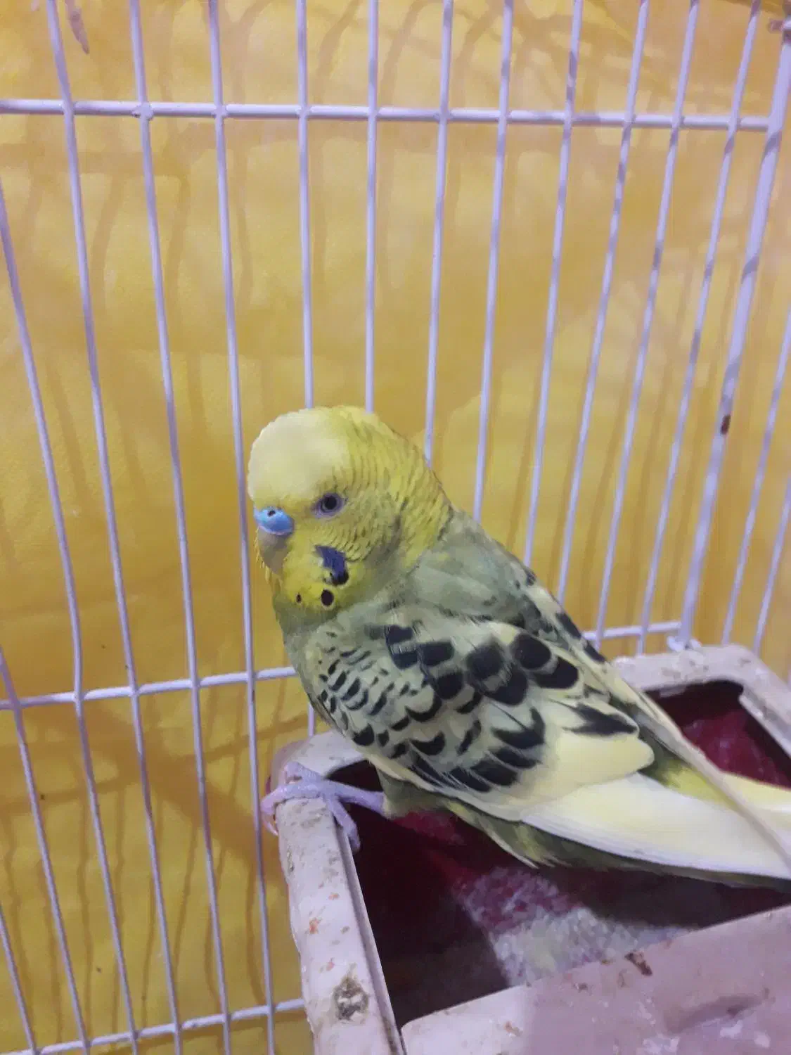 مرغ عشق|پرنده|فردیس, شهرک شهید حسینی|دیوار