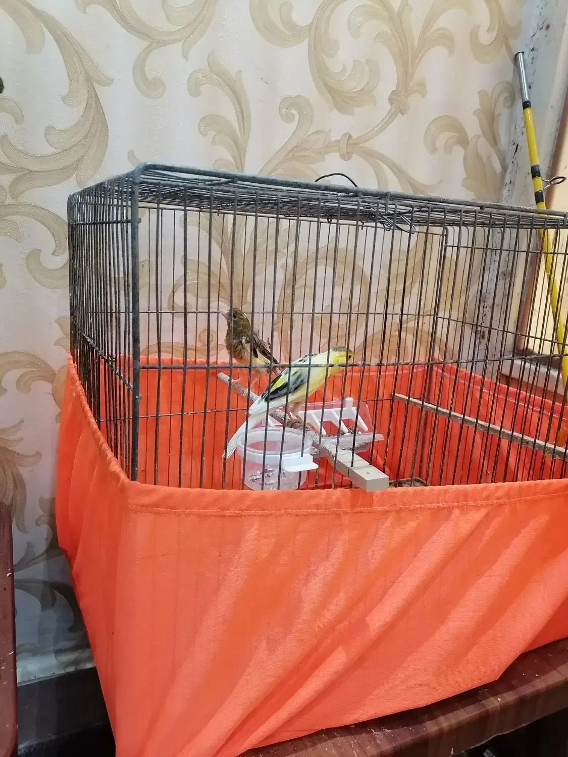 جفت قناری|پرنده|شادگان, |دیوار