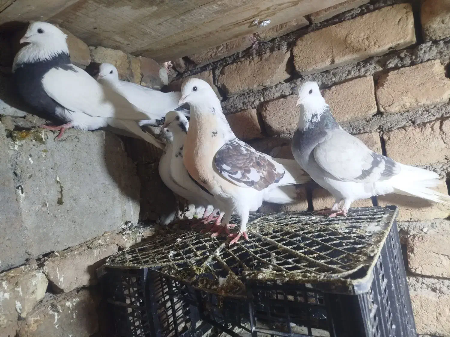 پرشی گم شده|حیوانات|دهگلان, |دیوار