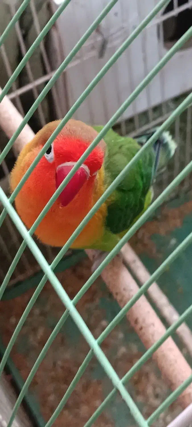 طوطی کوتوله برزیلی|پرنده|تبریز, |دیوار