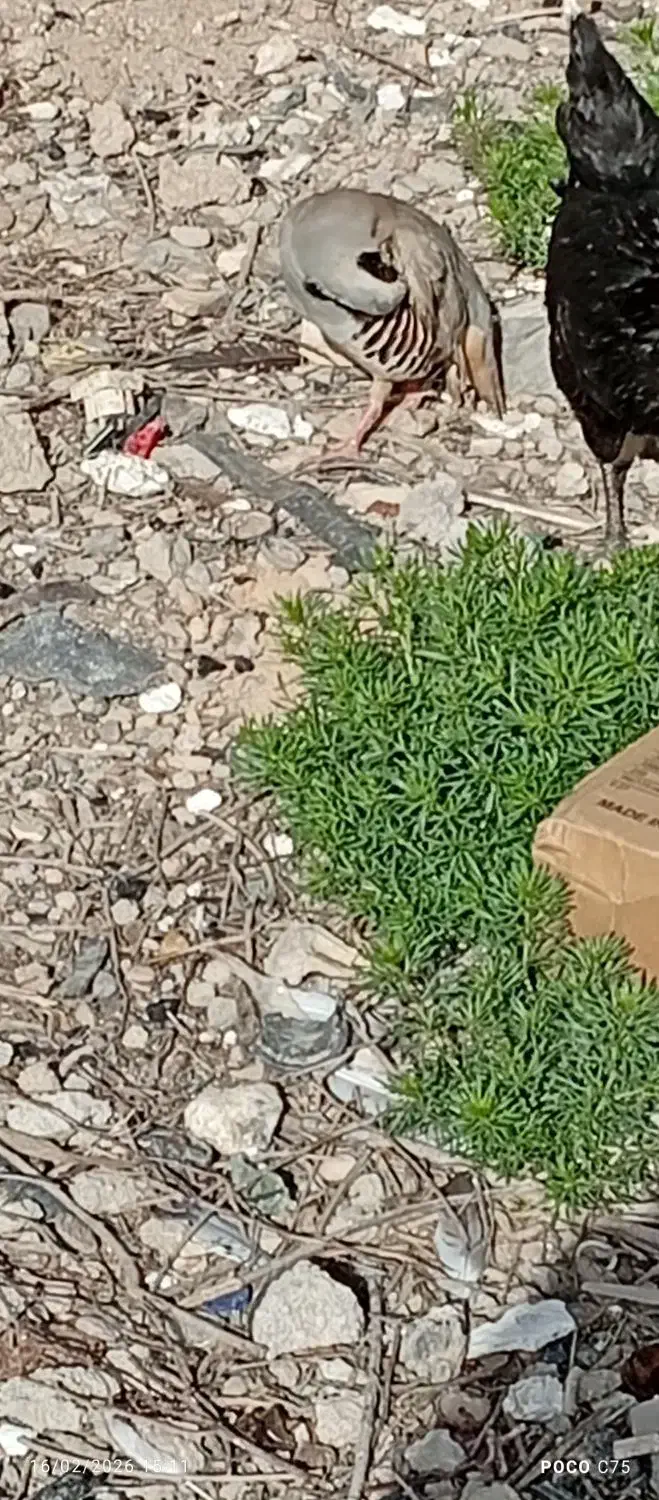 دوتا خروس|پرنده|هندیجان, |دیوار