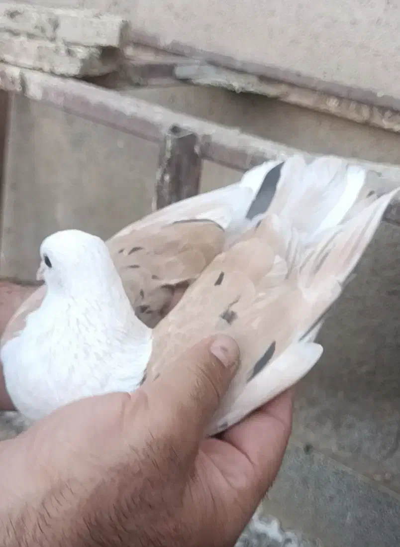 کلاغ کربلایی کله سفید خال زرد کاکل|پرنده|بردسکن, |دیوار