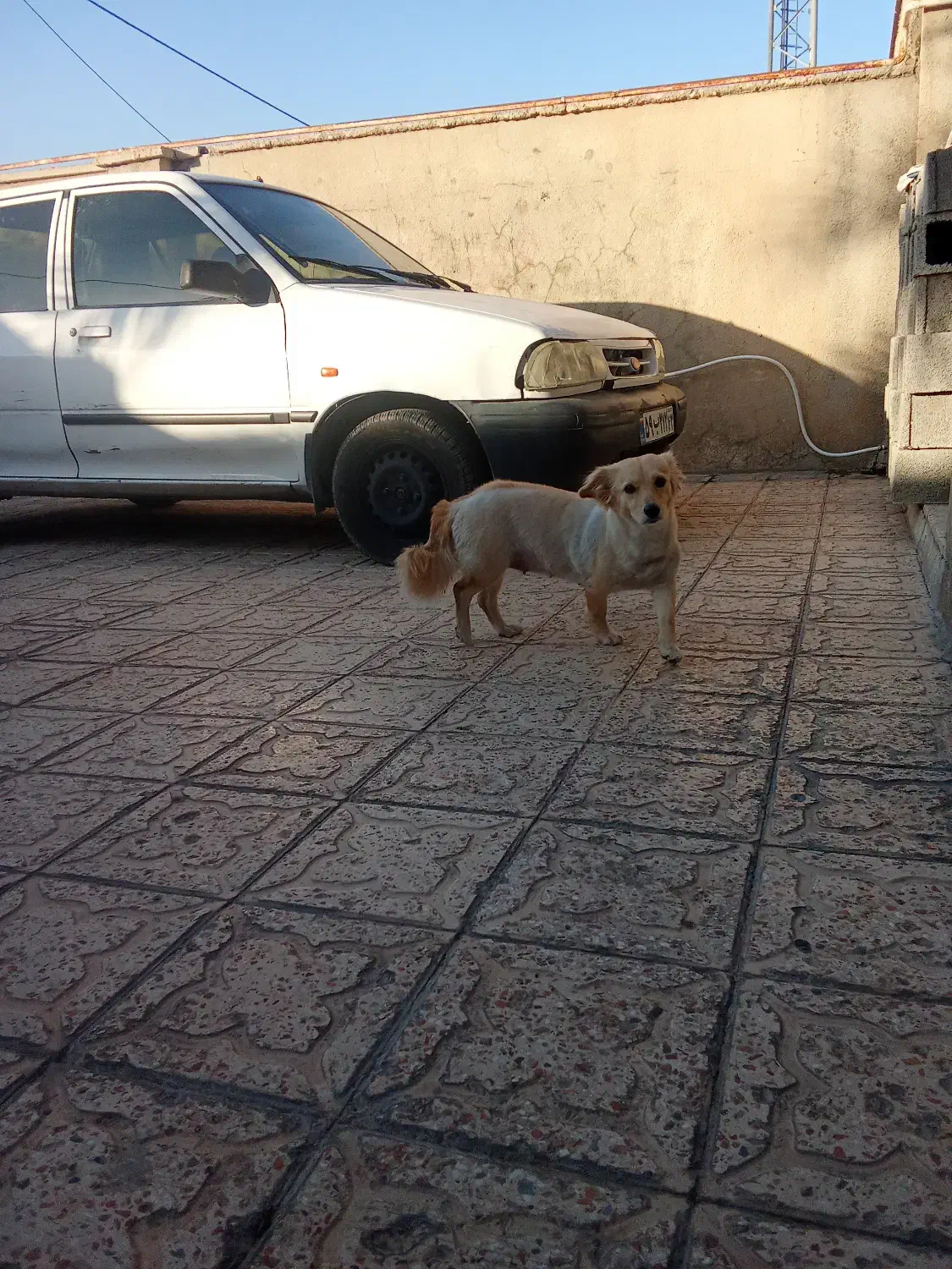 خودرو|خودرو سواری و وانت|جهرم, |دیوار