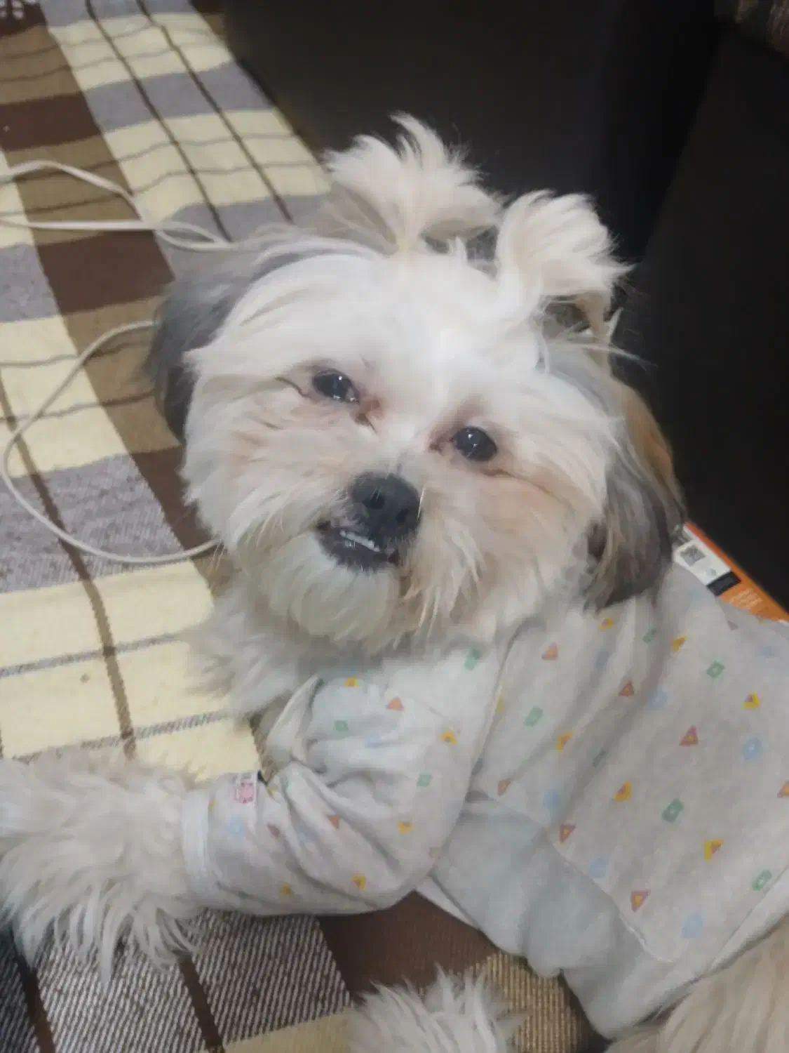 سگ واگذاری|سگ|هشتگرد, شهرک ریحانه|دیوار