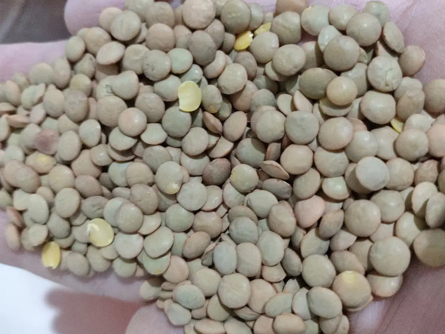 پخش عمده حبوبات|عمدهفروشی|کرج, شهرک صنعتی بهارستان|دیوار