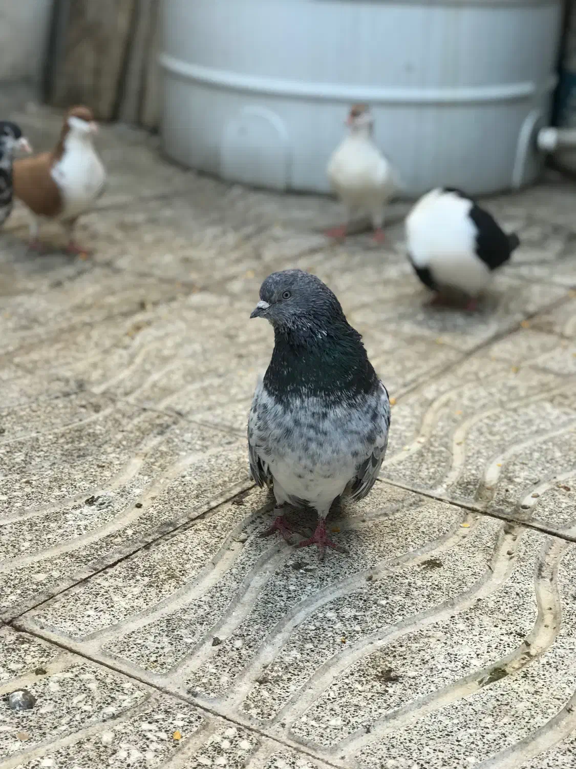 سرور سوسک کل دم دستر پر کاکل نر کل دم ماده سبز|پرنده|گرگان, |دیوار