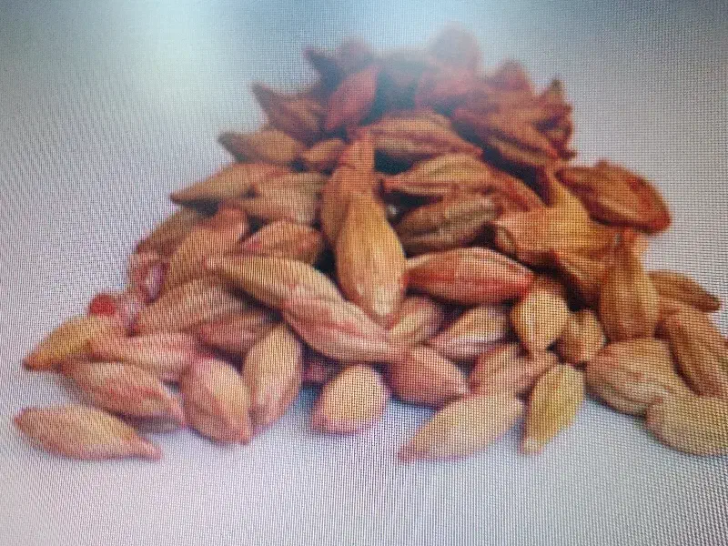 بذر اصلاح شده جو|خدمات باغبانی و درختکاری|ماهیدشت, |دیوار