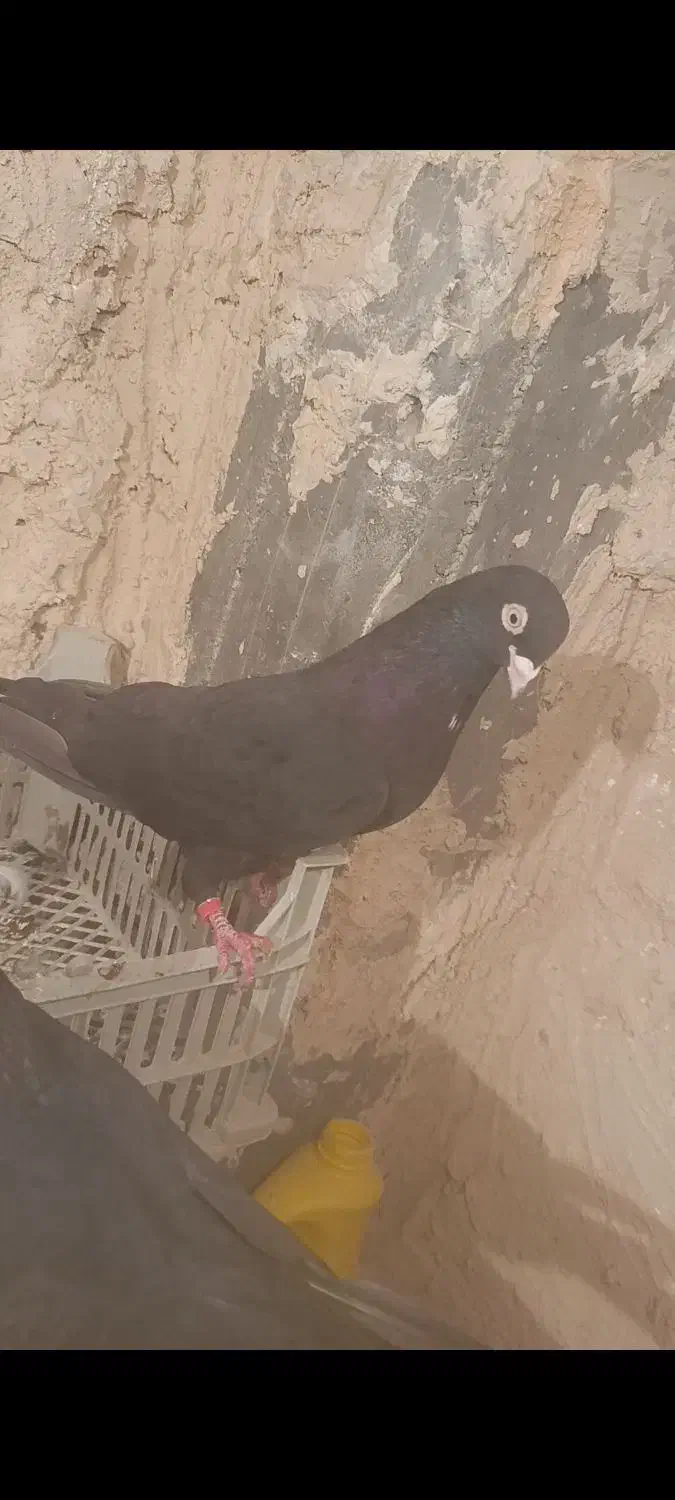 کبوتر سیاه|پرنده|میاندوآب, |دیوار
