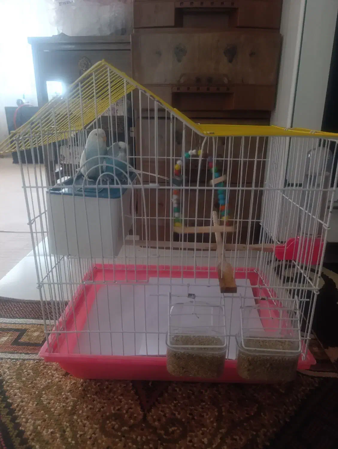 مرغ عشق نرو ماده|پرنده|میانه, |دیوار