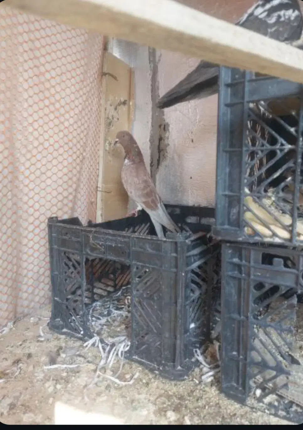 کبوتر ،معاوضه|پرنده|ملکشاهی, |دیوار