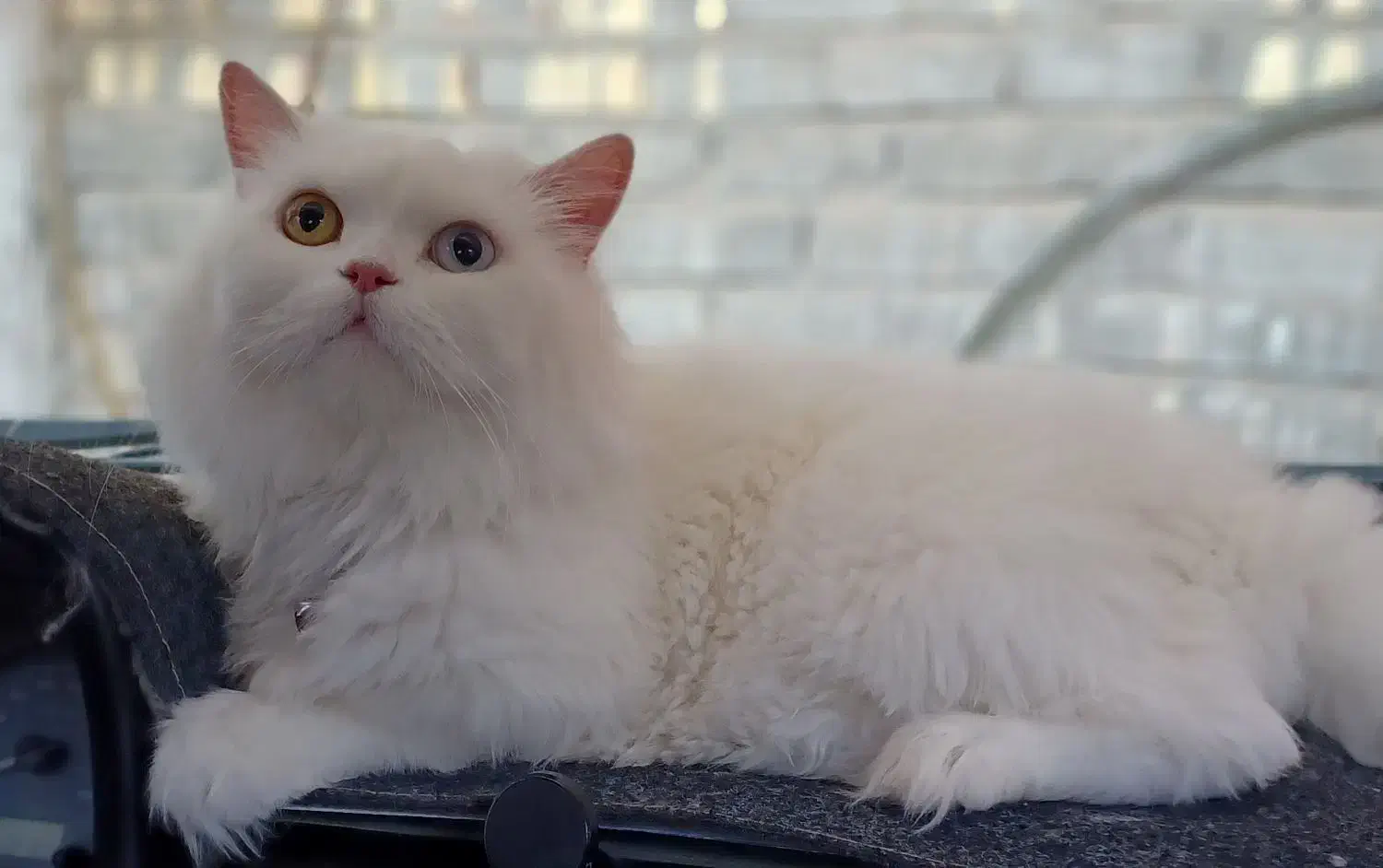 فروش گربه نژاد وان ترکیه|گربه|زابل, |دیوار